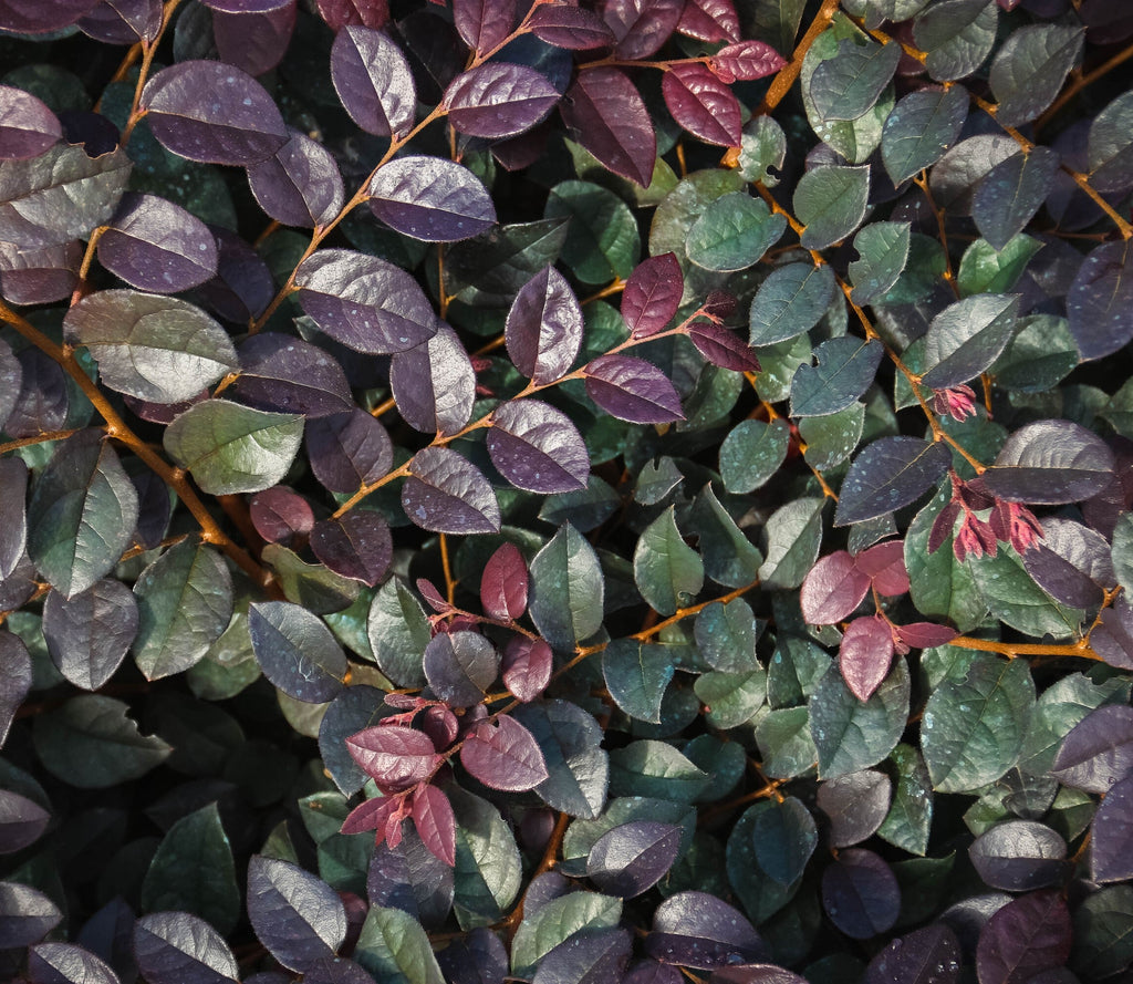 Loropetalum leaf cluster with purple and green oval leaves