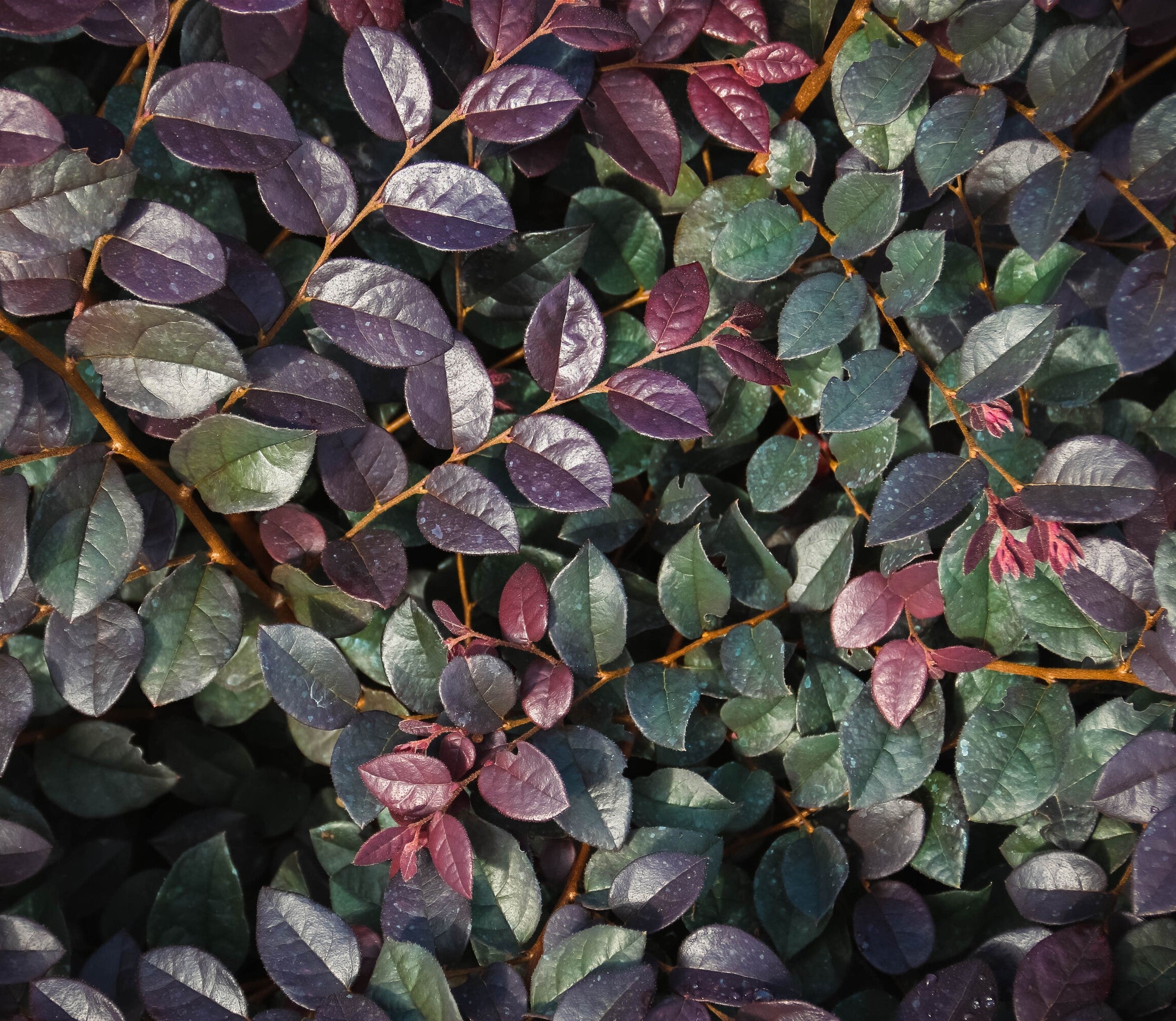 Loropetalum leaf cluster with purple and green oval leaves