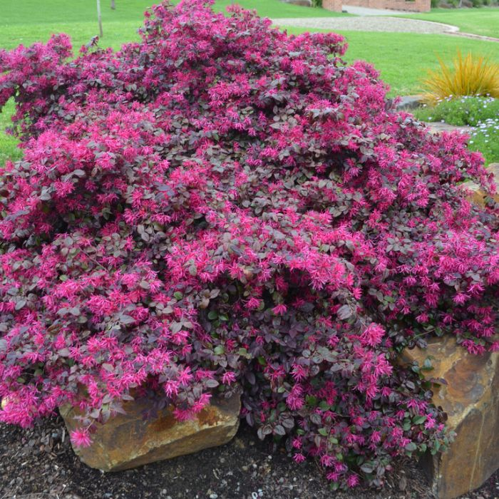 Loropetalum plant spilling over stone planter with bright magenta leaves