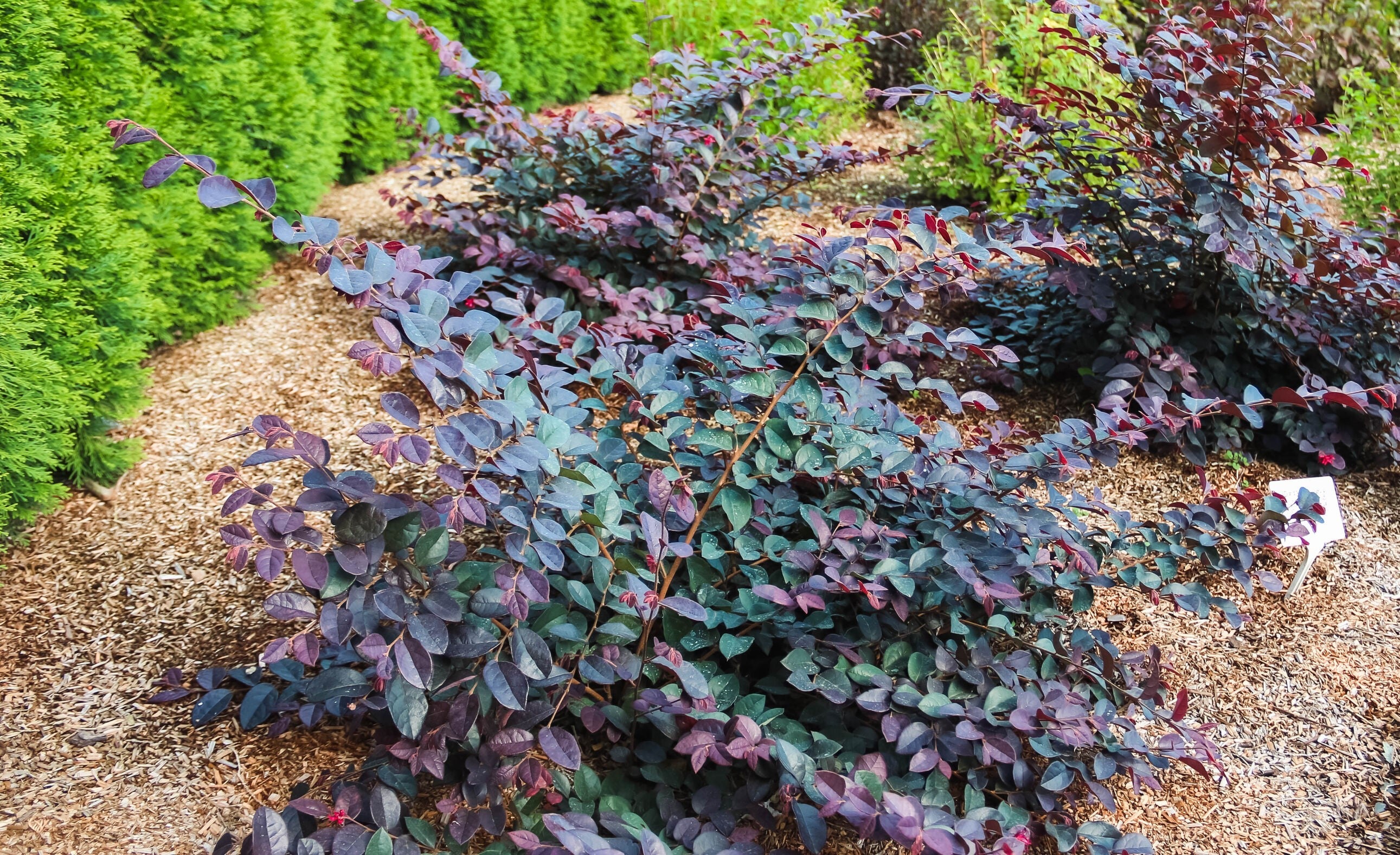 Loropetalum border plant with purple-tinged oval leaves in gravel bed