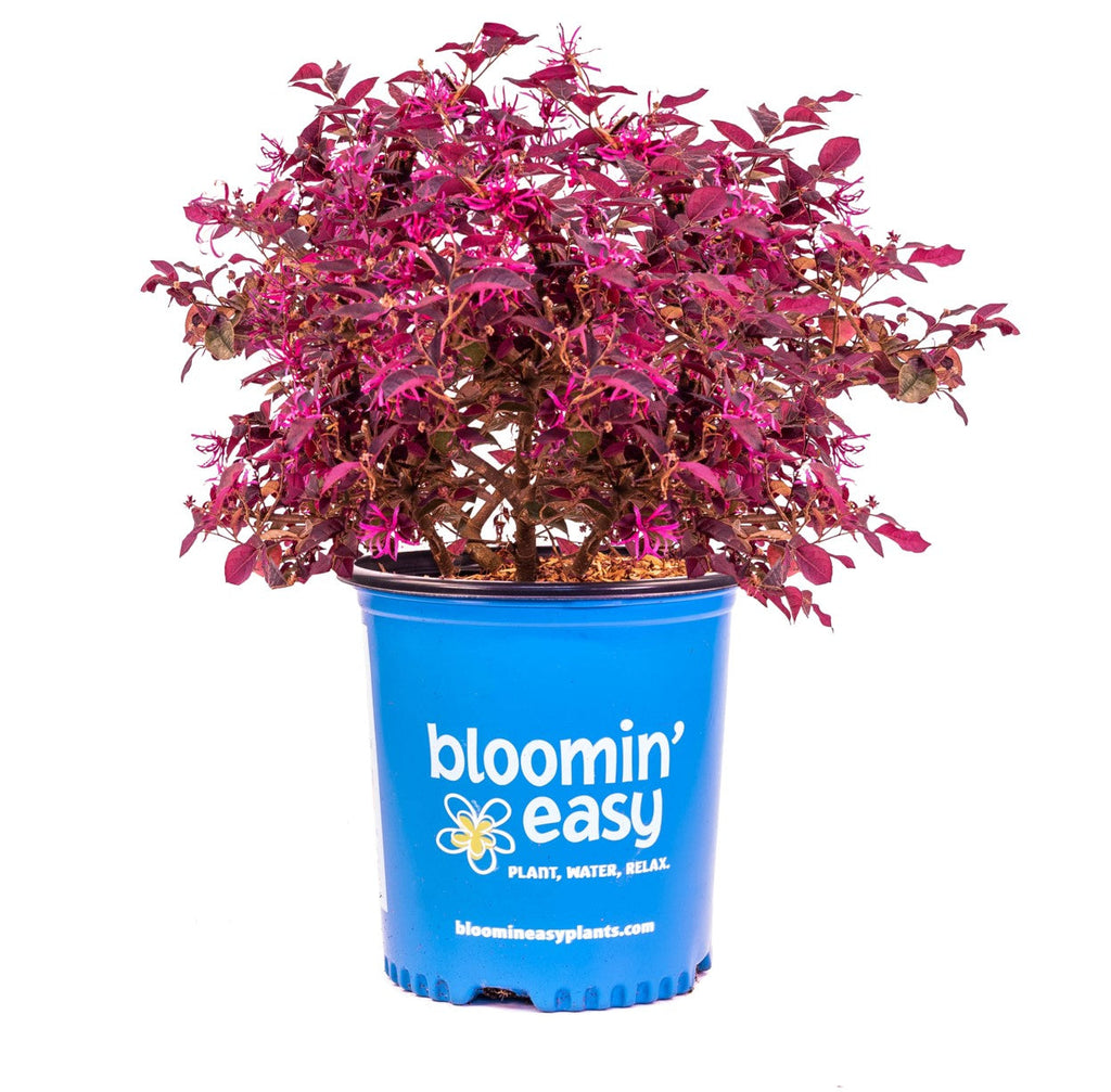 Loropetalum plant in blue Bloomin' Easy pot with magenta foliage