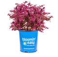 Loropetalum plant in blue Bloomin' Easy pot with magenta foliage