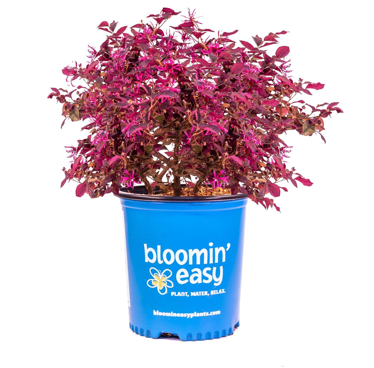 Loropetalum plant in blue Bloomin' Easy pot with magenta foliage