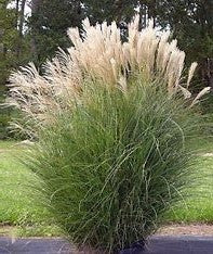 Silver Feather maiden grass in pot, green blades with silvery feathery plumes