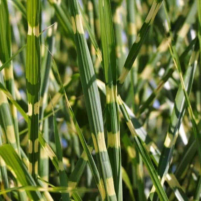 Porcupine grass blades, green with pale yellow stripes