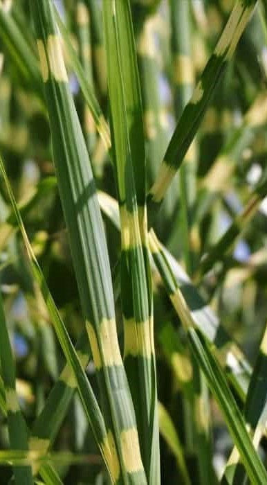 Porcupine grass stems with vertical yellow-green striping