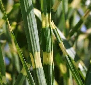 Porcupine grass foliage close-up with narrow yellow-striped leaves