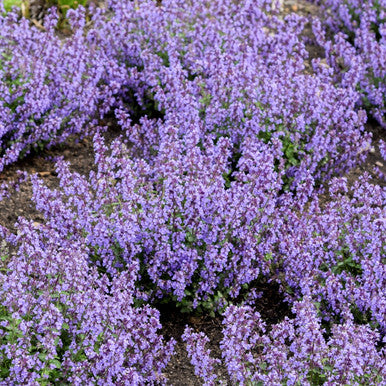 Close-up of purple catmint blooms with many small flowers on textured stems