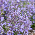 Nepeta 'Catwalk Queen'  - Premium Quart