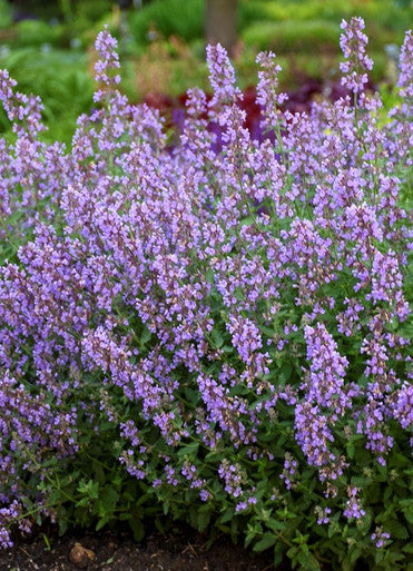 Purple blooming flowers in a dense green clump, with small tubular blossoms