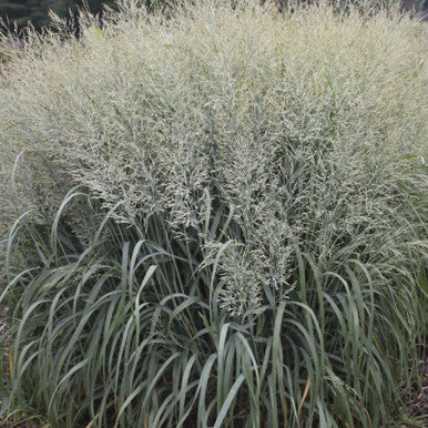 Prairie Winds® switch grass clump with silvery-gray feathery blades