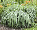 Prairie Winds® switch grass clump, long green blades