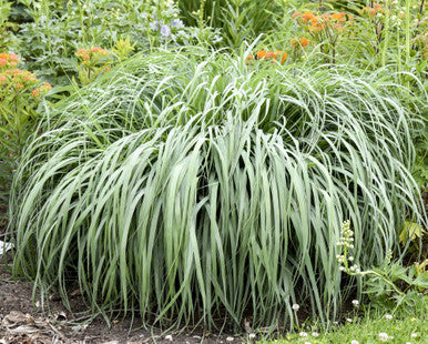 Prairie Winds® switch grass clump, long green blades