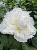 White peony flower with layered petals and pale yellow center