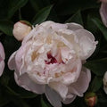Garden peony flower with layered pale pink petals and dark center
