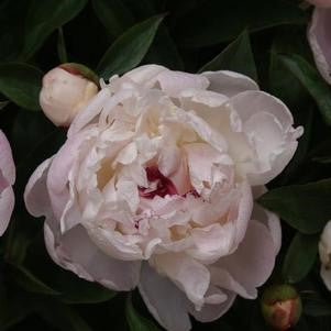 Garden peony flower with layered pale pink petals and dark center