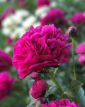 Kansas Peony flower bouquet: bright pink layered petals with green stems and leaves