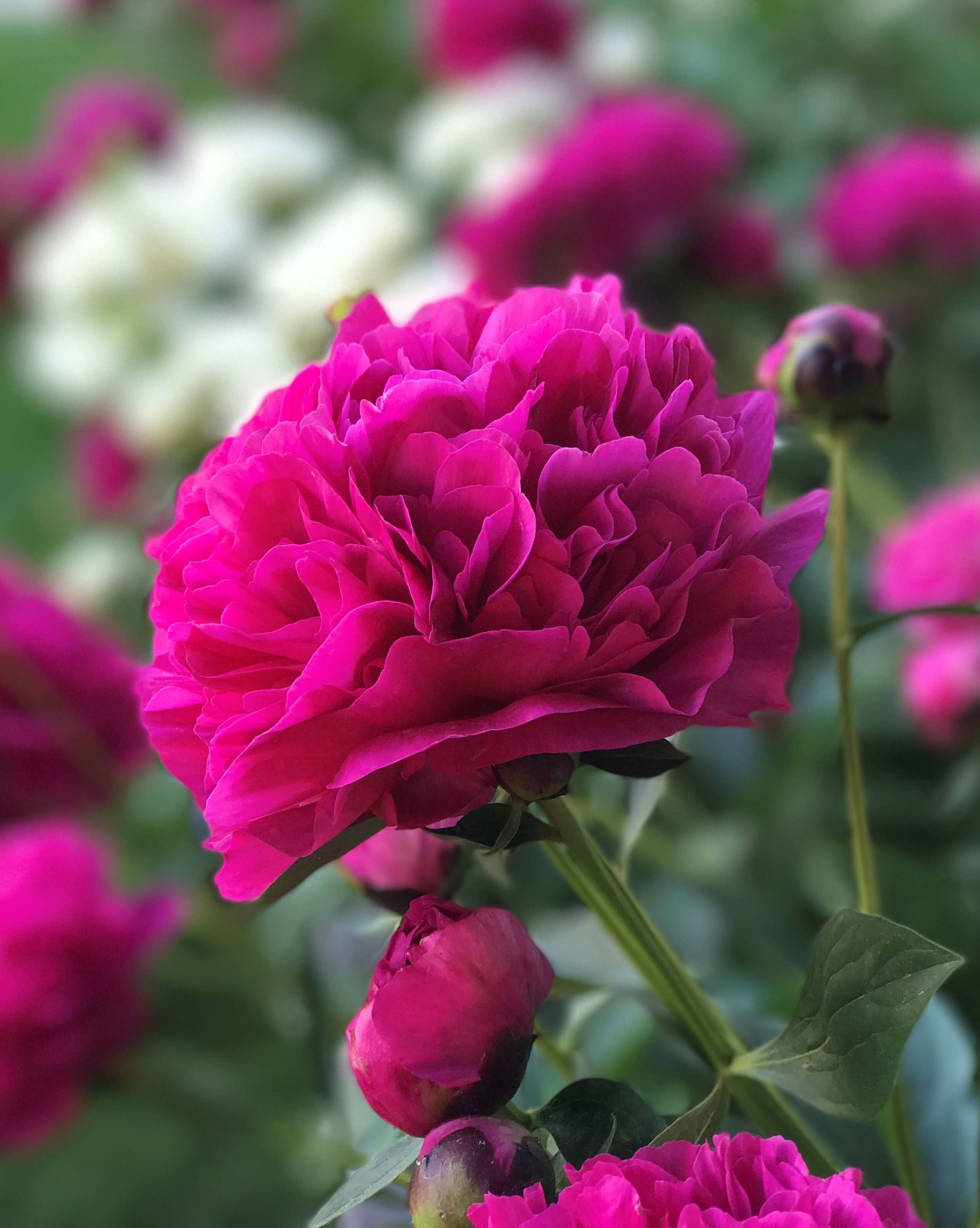 Kansas Peony flower bouquet: bright pink layered petals with green stems and leaves
