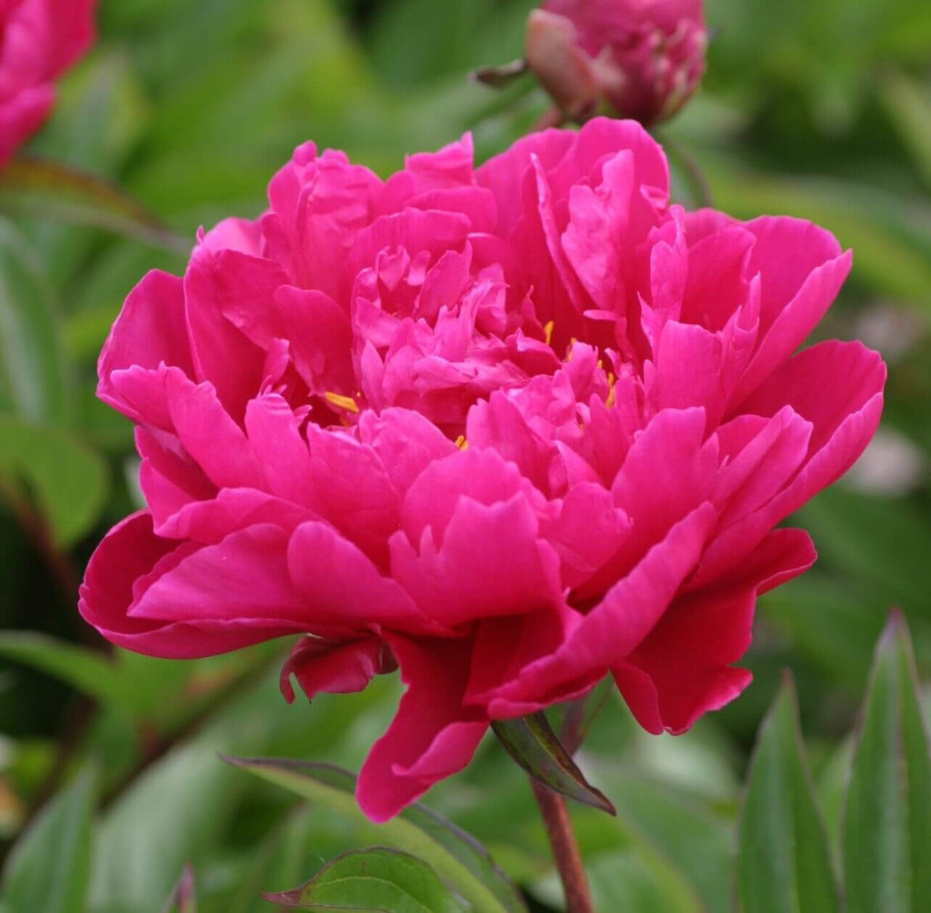 Pink peony flower with layered petals on a stem