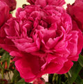 Red Sarah Bernhardt peony bloom with layered bright magenta-red petals
