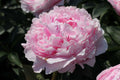 Light pink peony flower with layered ruffled petals and green leaves