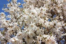 Royal Star magnolia blossoms, white flowers with blue sky behind