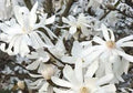 Royal Star magnolia blossoms, white star-shaped flowers on branches