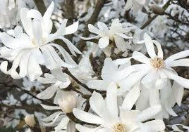 Royal Star magnolia blossoms, white star-shaped flowers on branches