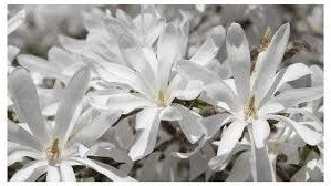 Royal Star magnolia blossoms close-up, white star-shaped petals
