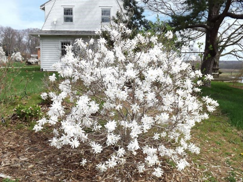 Royal Star magnolia shrub with clusters of white blossoms in a yard