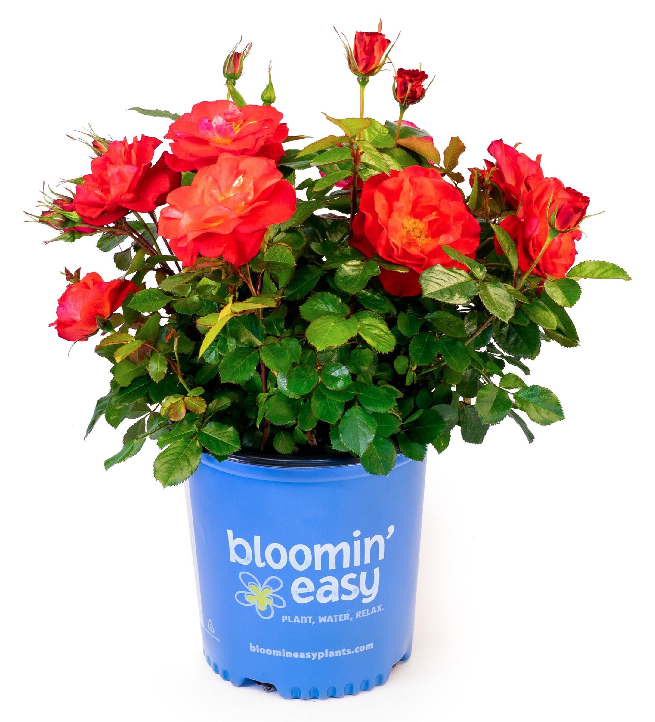 Rose plant in blue bloomin' easy pot with red flowers and green leaves