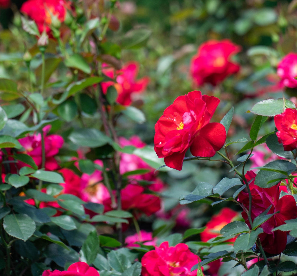 Red rose bloom cluster with green leaves on rose bush