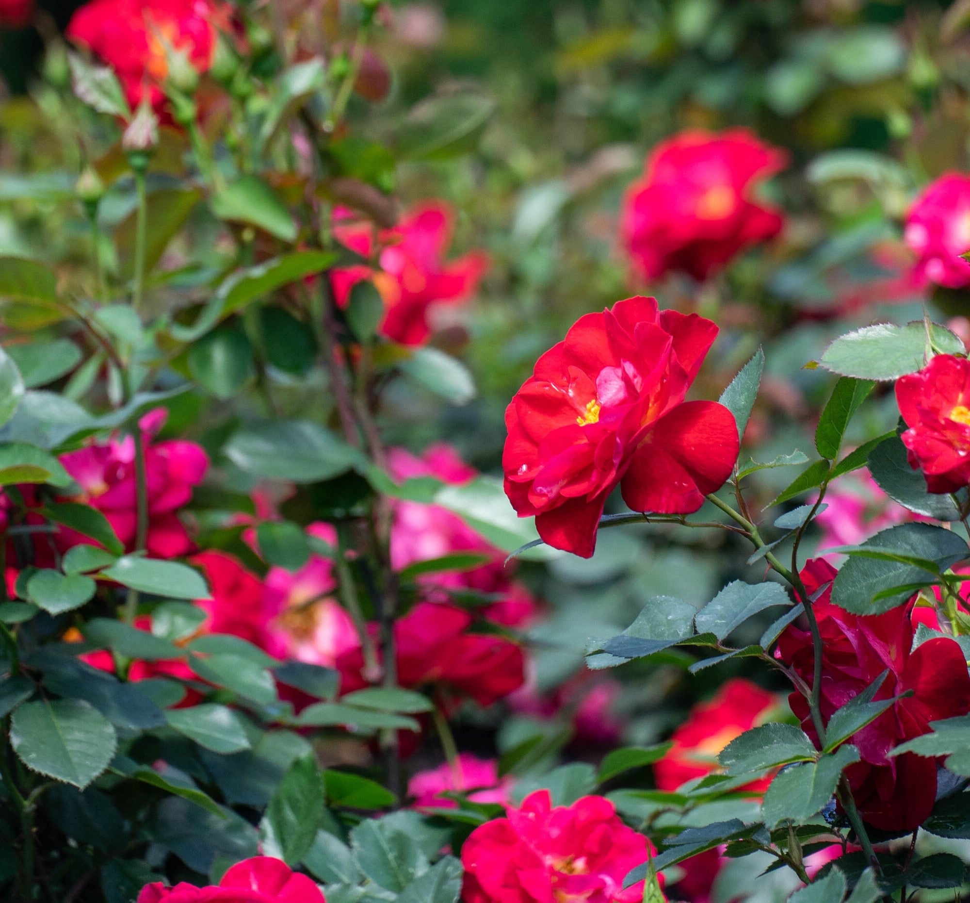 Red rose bloom cluster with green leaves on rose bush