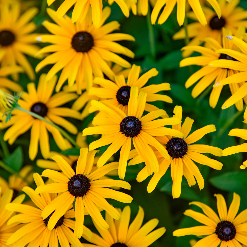 Rudbeckia 'Treasure Trove' yellow daisy flowers with dark centers on green foliage