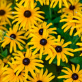 Rudbeckia 'Treasure Trove' yellow daisy flowers with dark centers on green foliage