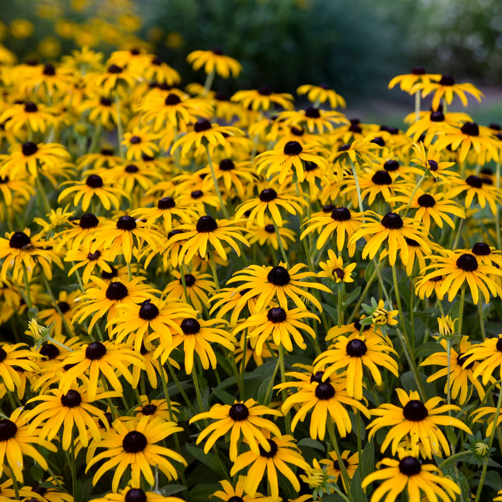 Rudbeckia 'Treasure Trove' field of yellow daisy flowers with dark centers