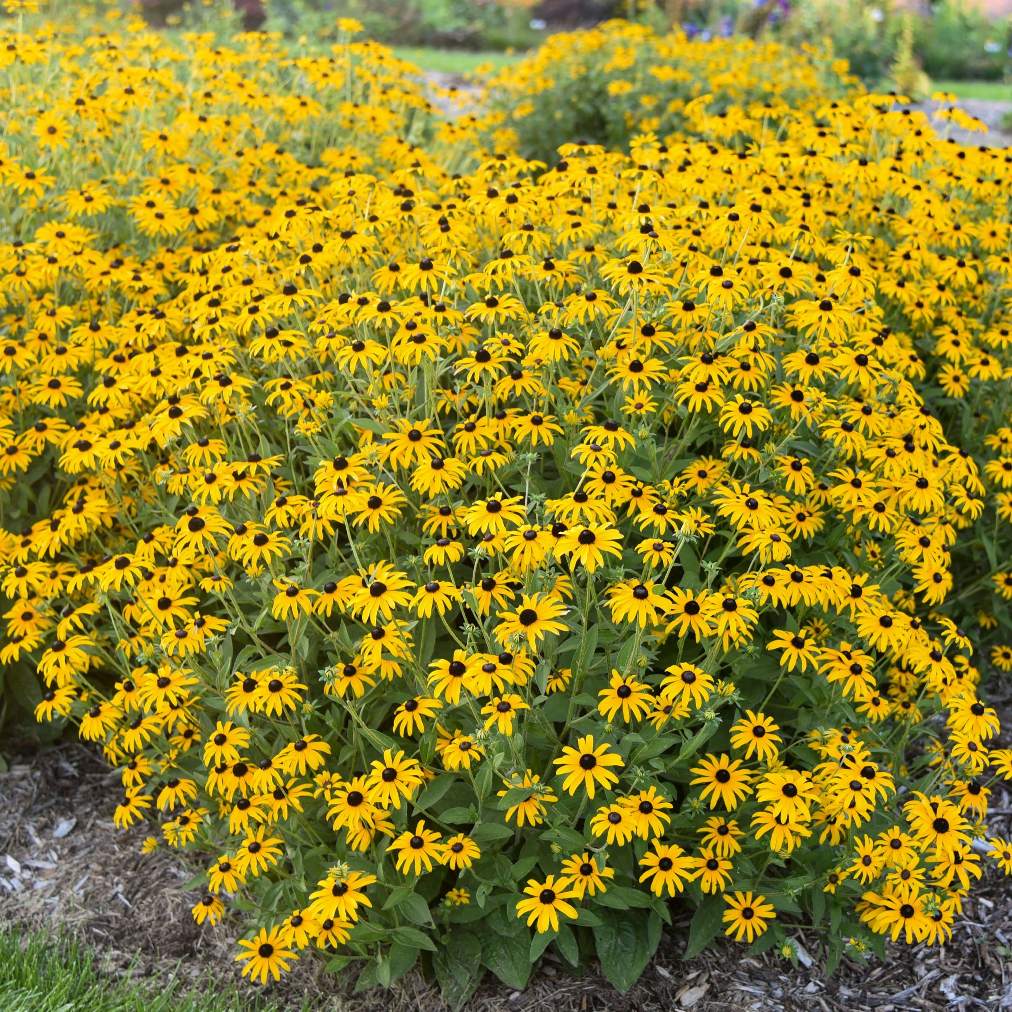 Rudbeckia 'Treasure Trove' yellow daisy flower bed with dark centers