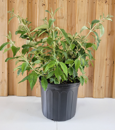 Fragrant pollinator shrub in a dark gray plastic pot with green stems and leaves