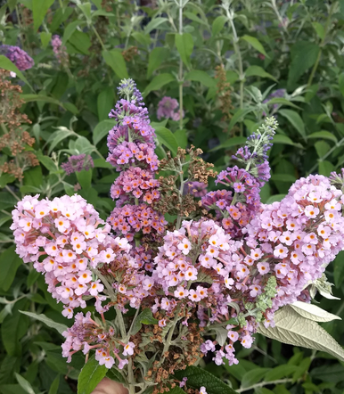 Bicolor butterfly bush bloom cluster with pale pink and purple flowers and green foliage