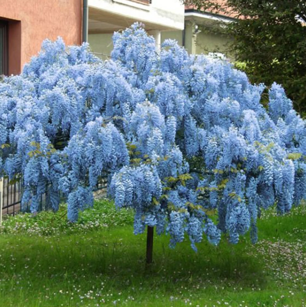 Blue wisteria tree with cascading clusters of light blue blossoms
