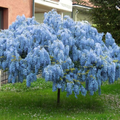 Blue wisteria tree with cascading clusters of light blue blossoms