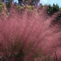Pink muhly grass with dense, airy pink plumes and slender stems