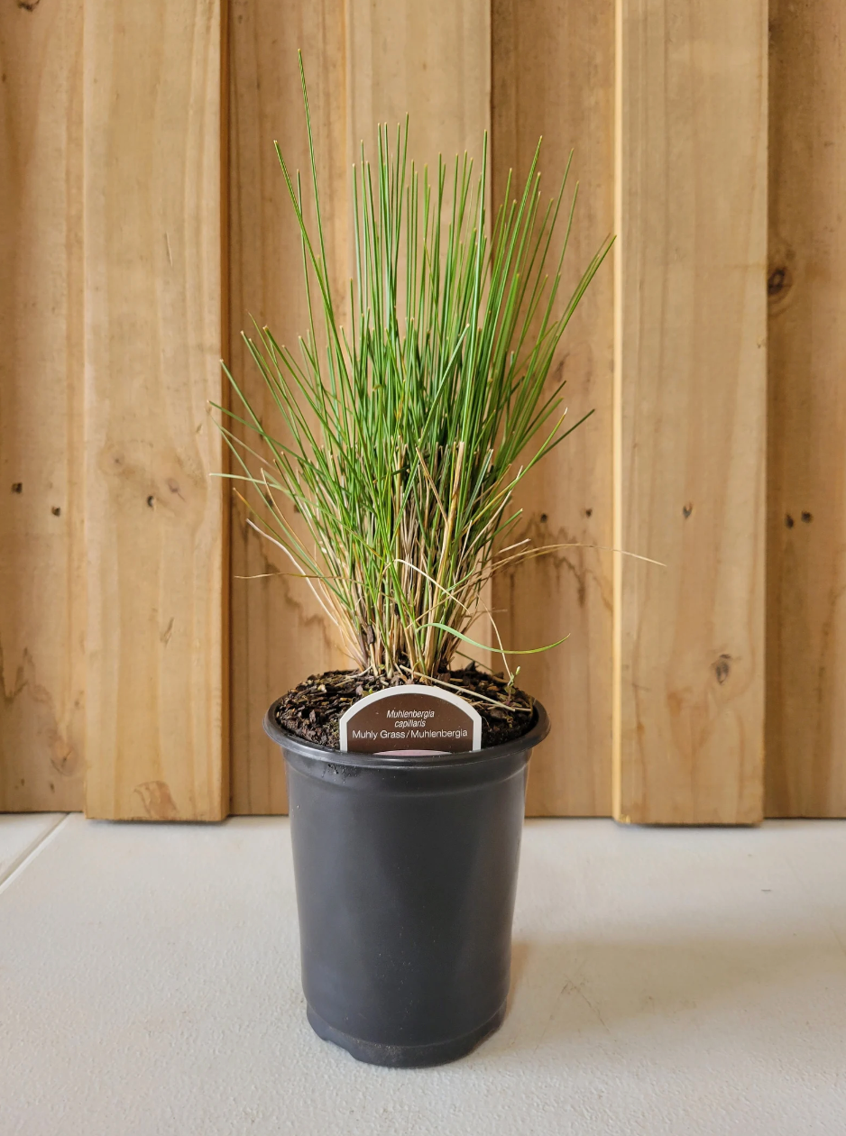 Green ornamental grass plant in a black nursery pot against a wood panel