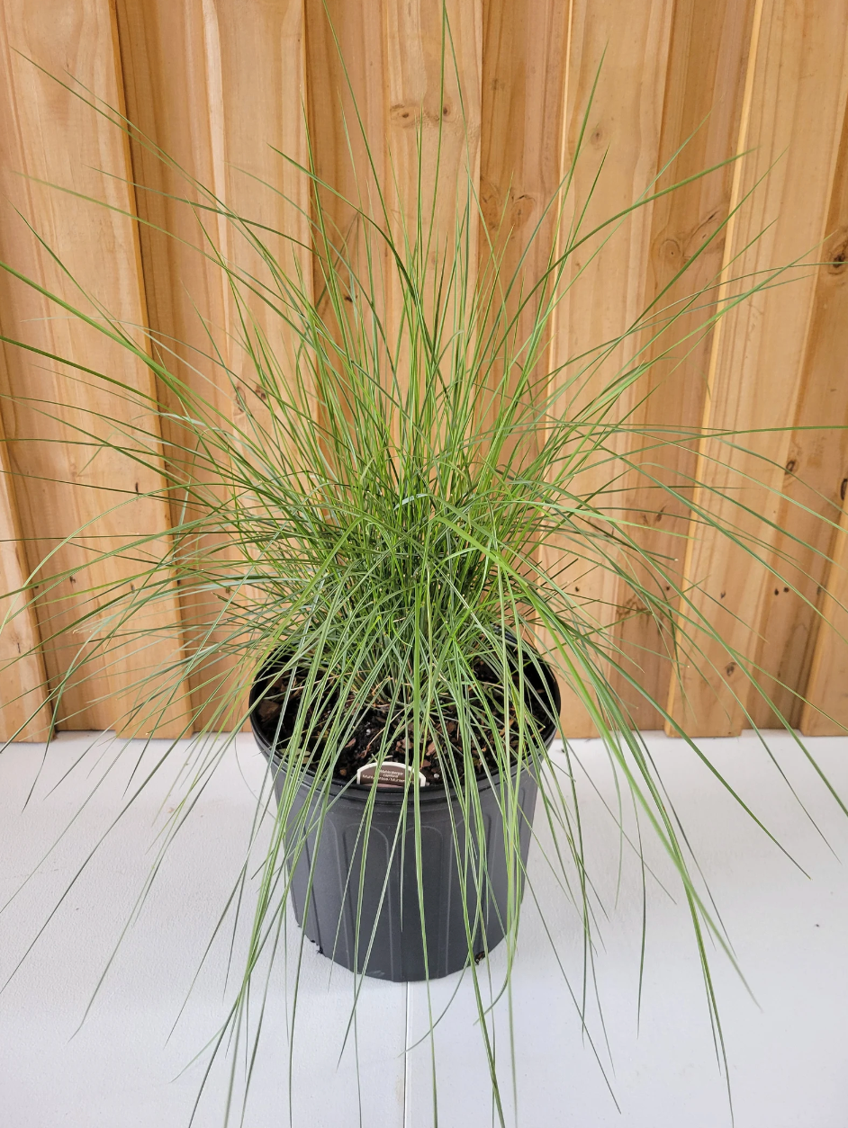 Potted ornamental grass with long arching green blades in a black container