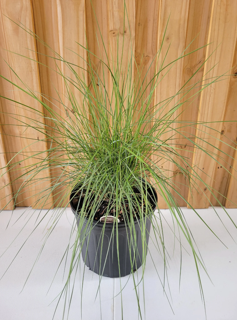 Potted ornamental grass clump with spiky green blades and black plastic pot