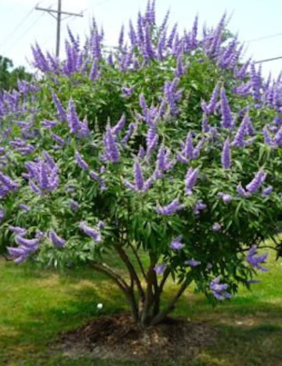 Chaste tree shrub with lavender purple flower spikes and green leafy branches