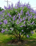 Chaste tree shrub with lavender purple flower spikes and green leafy branches