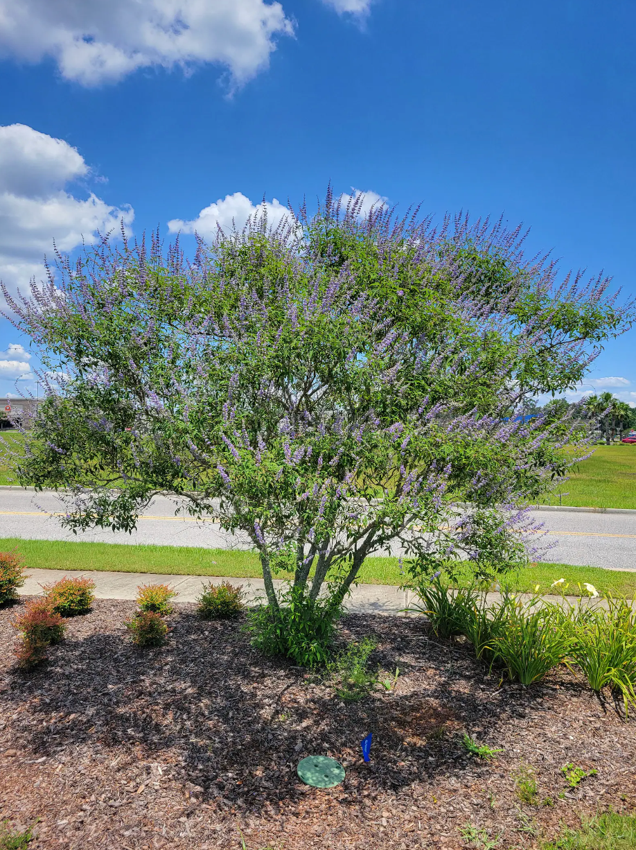 Chaste tree in a yard landscape with purple flower spikes and green foliage