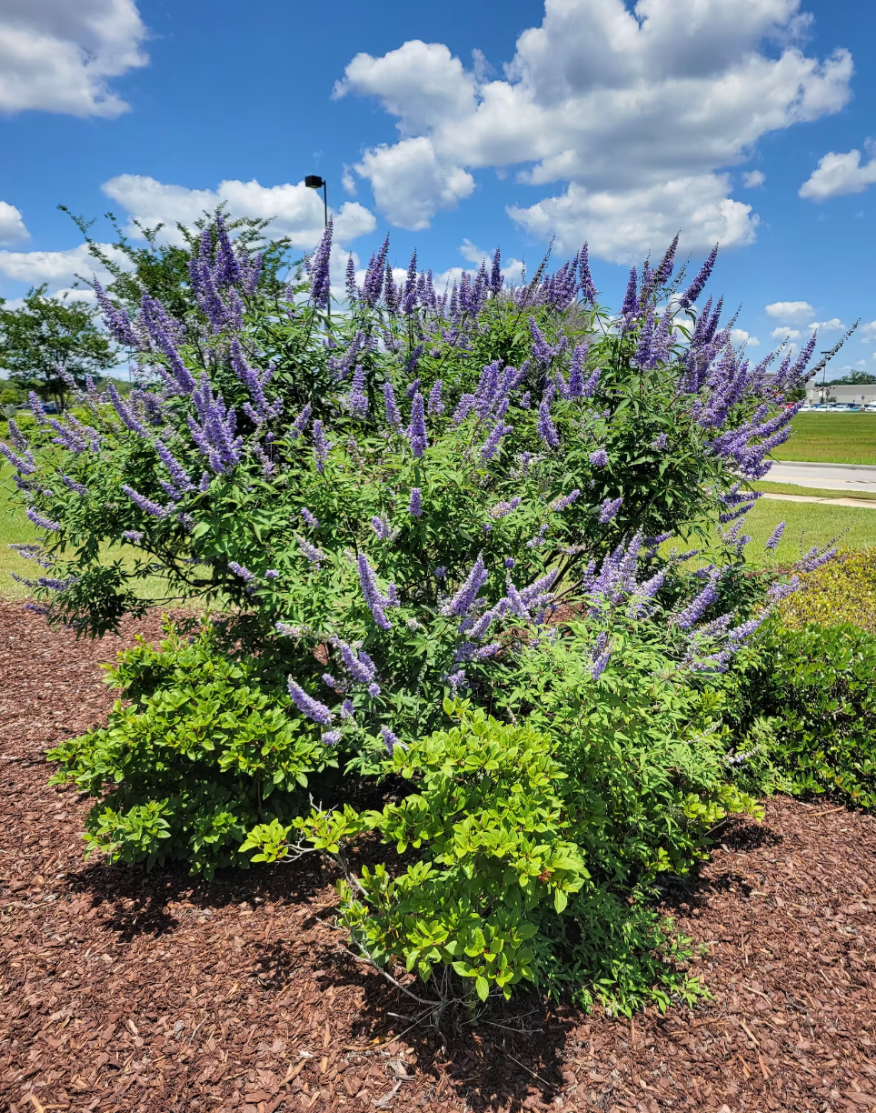 Chaste tree shrub with dense clusters of purple spike flowers over green leaves
