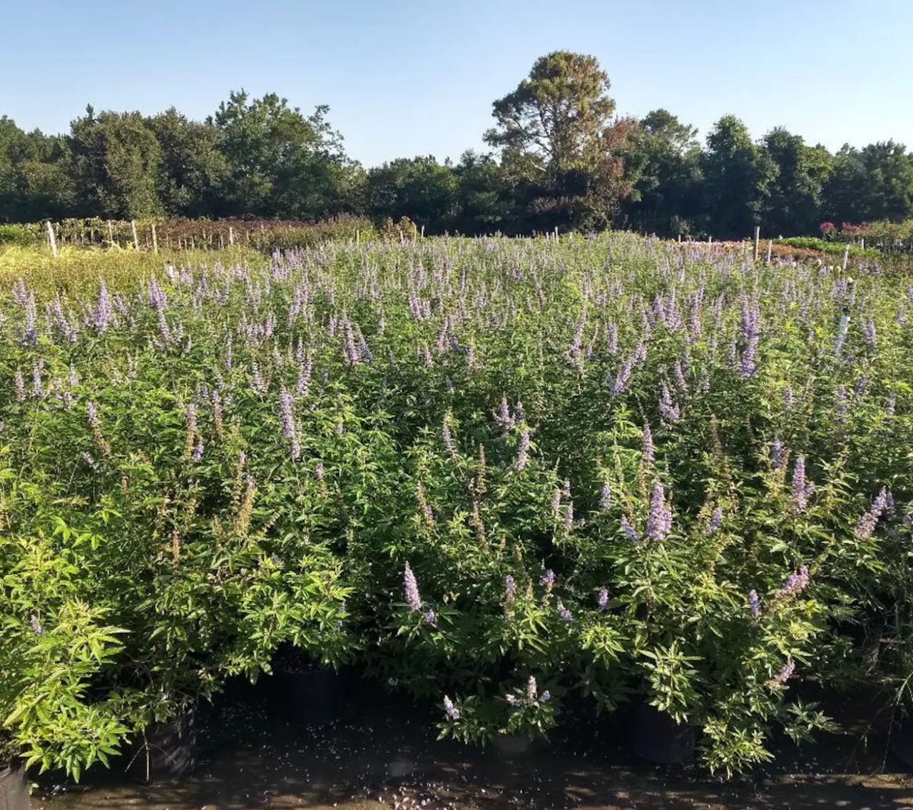 Chaste tree planting rows with upright stems and purple spike blossoms